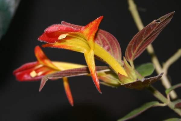 http://www.cloudjungle.com/CloudJungle/Gesneriaceae/Columnea/Columnea CHW4_2005UNCC01 flower2.jpg